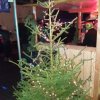 Weihnachtsfeier 2017